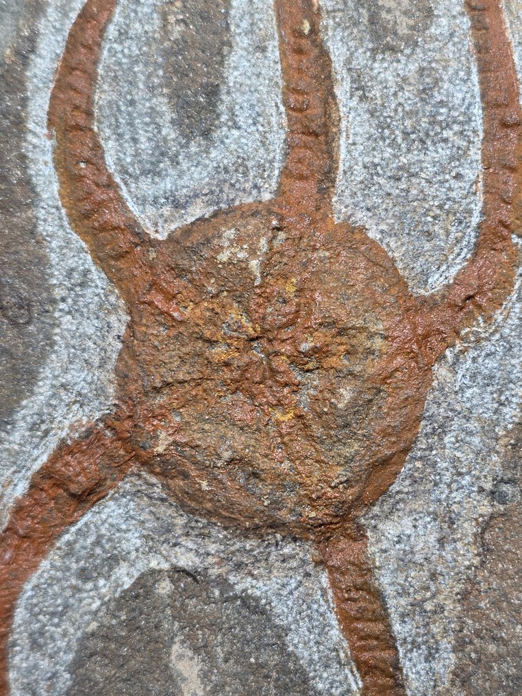 Crinoid - Fossile dyr - 16 cm  (Ingen reservasjonspris) #2.1