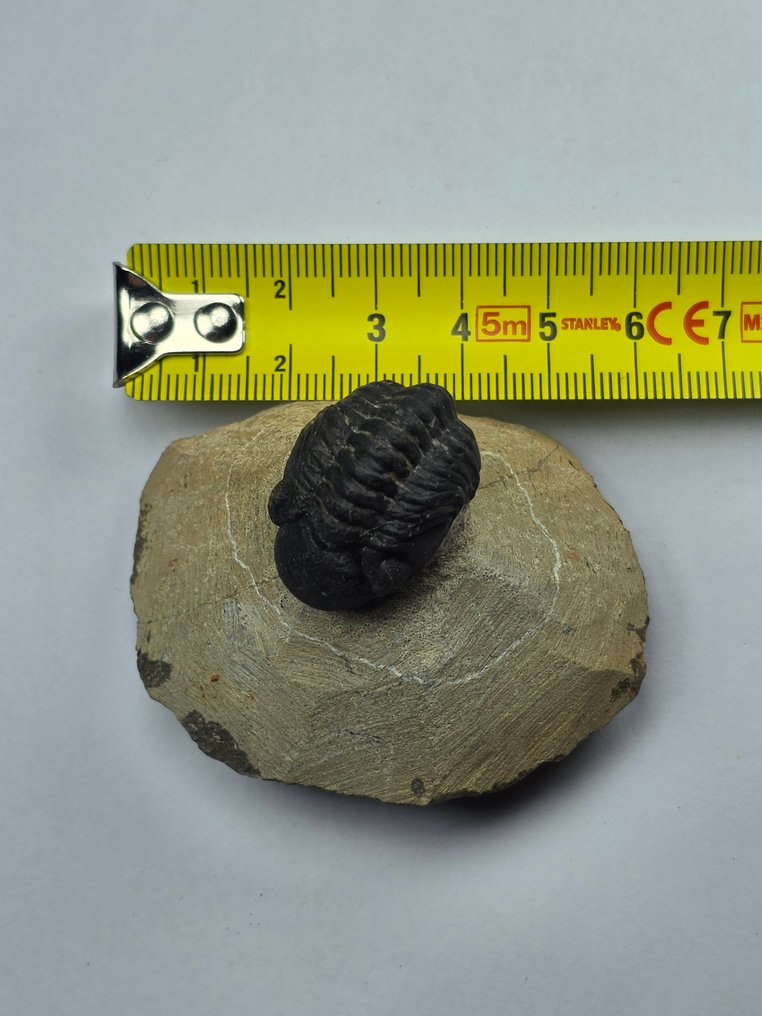 Trilobita - Animal fossilizado - Phacops - 6 cm (Sem preço de reserva) #4.3