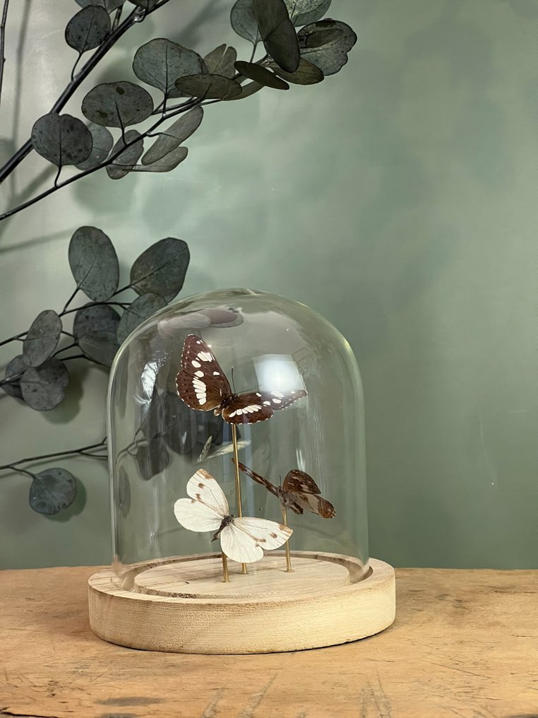 蝴蝶 动物标本剥制全身支架 - Sylvain azuré - Pieris Napi Napi - Petit sylvain doré - 16 cm - 12 cm - 12 cm - 非《濒危物种公约》物种 - 1 #1.0