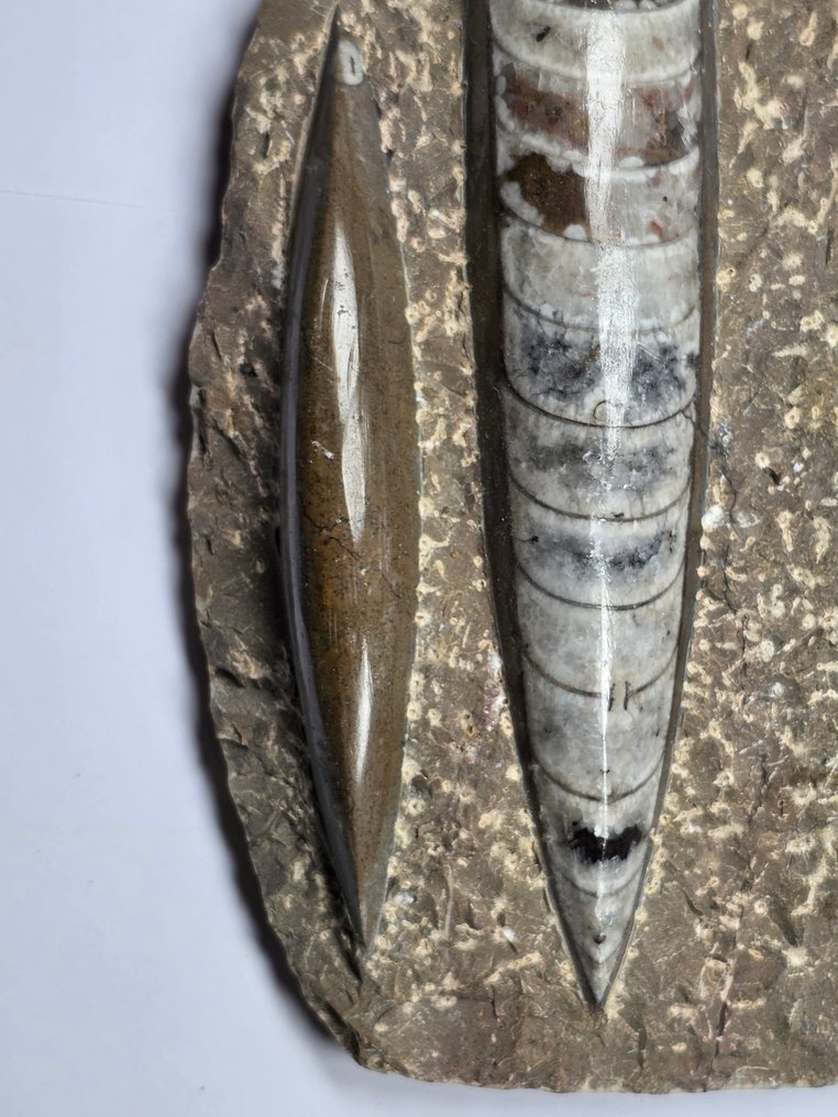 Orthoceras - Fossilised animal - 14.5 cm (No reserve price) #2.1