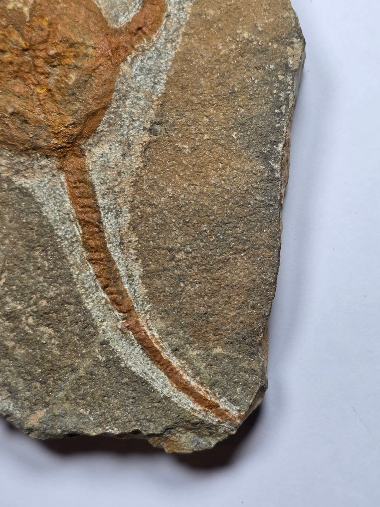 Crinoid - Fossile dyr - 16 cm  (Ingen reservasjonspris) #4.3