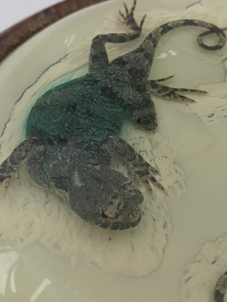 双弯趾壁虎,保存并封装在玻璃中,底座为橡木。 动物标本剥制全身支架 - Tenuidactylus Caspius - 16 cm - 16 cm - 5 cm - 1 #3.2