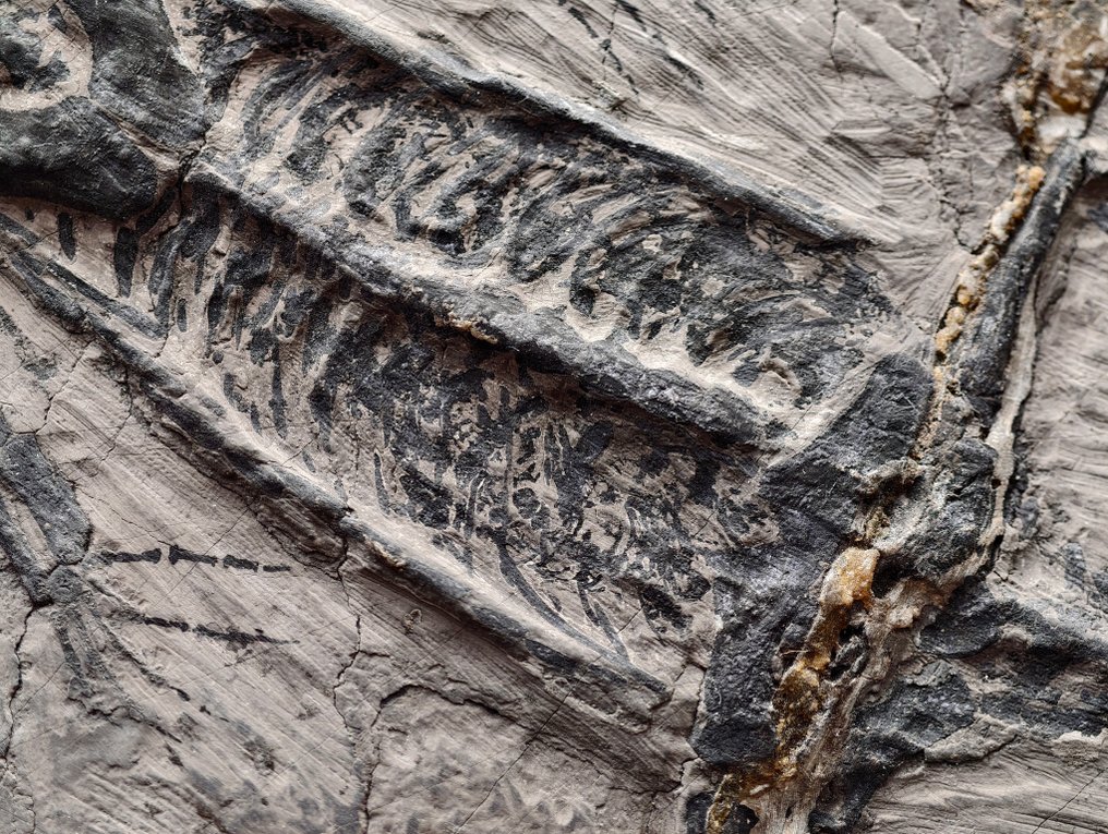 Um fóssil de esqueleto de Keichousaurus grávida. - Esqueleto fóssil #3.2