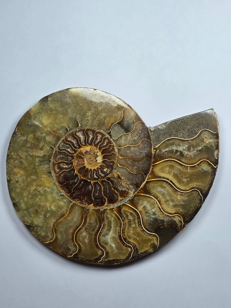 Amonite - Concha fossilizada - Aioloceras (Cleoniceras) sp. - 15.5 cm  (Sem preço de reserva) #1.0