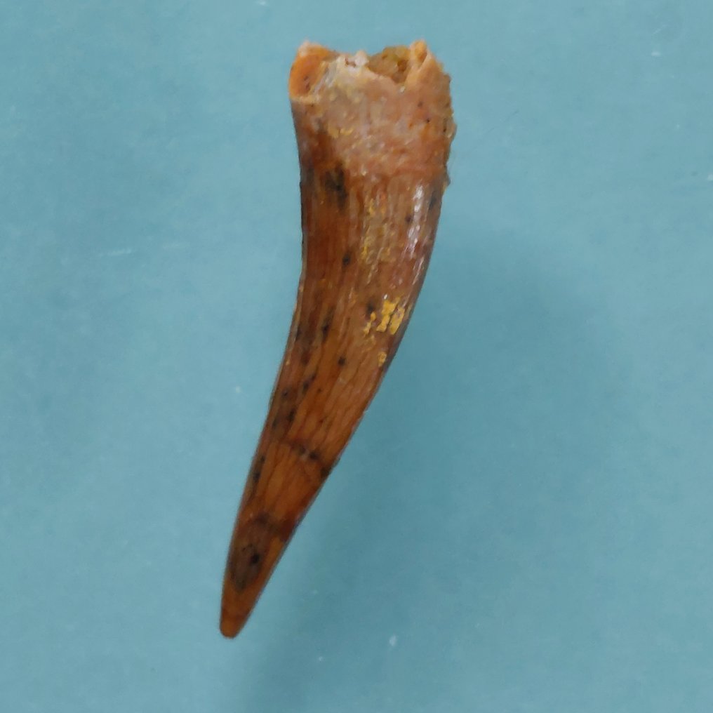 Pterosaur - Fossil tann - 22 mm - 6 mm (Ingen reservasjonspris) #1.0