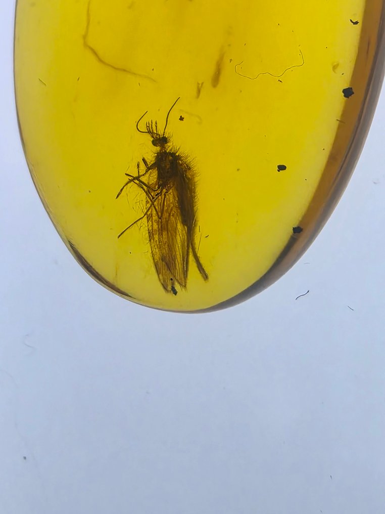 Chihlimbar birmanez - Chihlimbar  (Fără preț de rezervă) #1.0