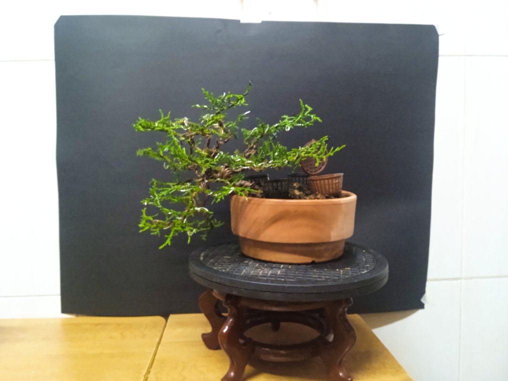 Wacholderbonsai (Juniperus) - Höhe (Baum): 26 cm - Tiefe (Baum): 26 cm - Spanien #1.0