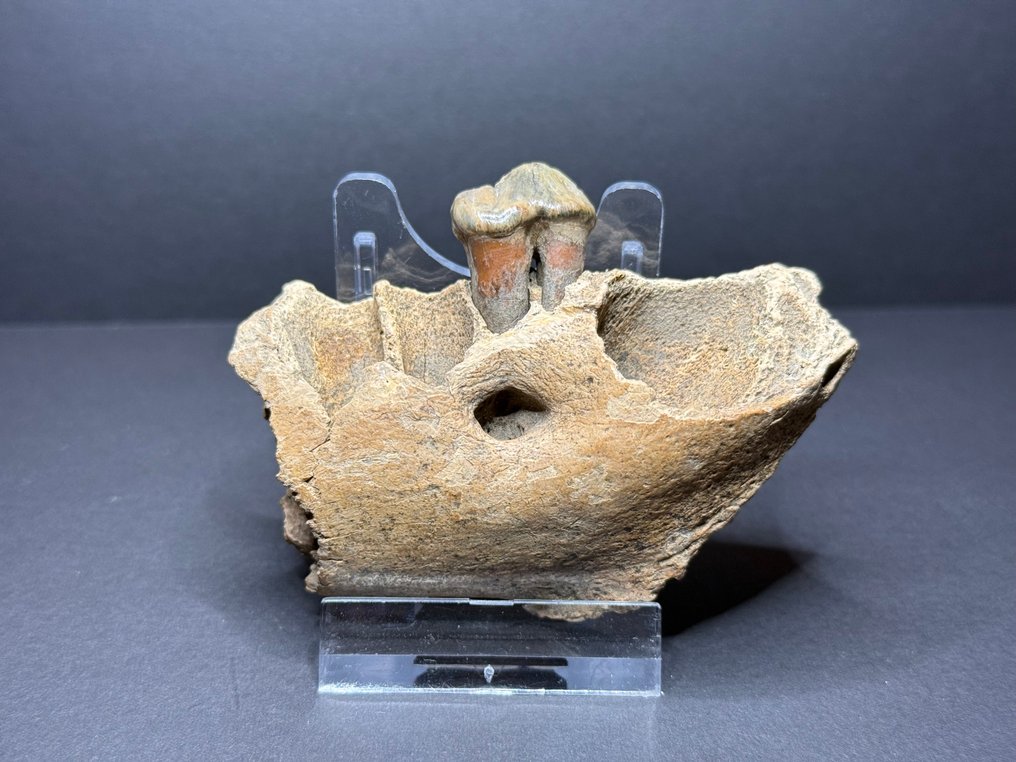 Hiena da caverna - Maxilar fossilizado - Crocuta spelaea #1.0