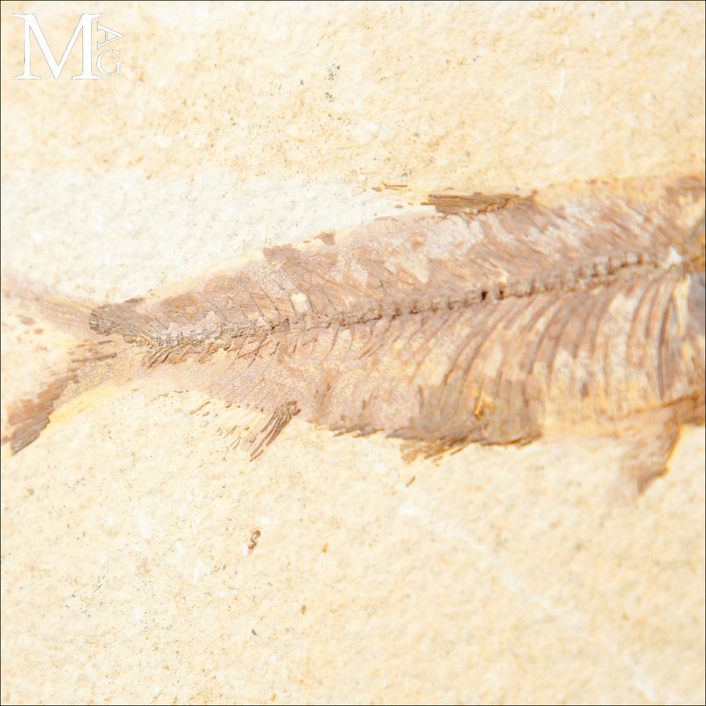 50 milionów lat temu - okres eocenu A Modern Wunderkammer - Frammento fossile - Knightia - płyta z fosyli na drewnianej i mosiężnej - Wysokość: 160 mm - Szerokość: 150 mm- 521 g #4.3