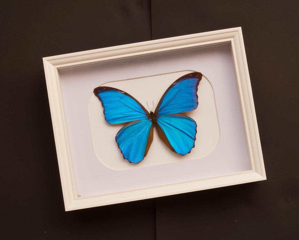 Sommerfugl Taksidermi fuld kropsmontering - Morpho didius met ledverlichting - 21.5 cm - 26.5 cm - 5 cm #1.0