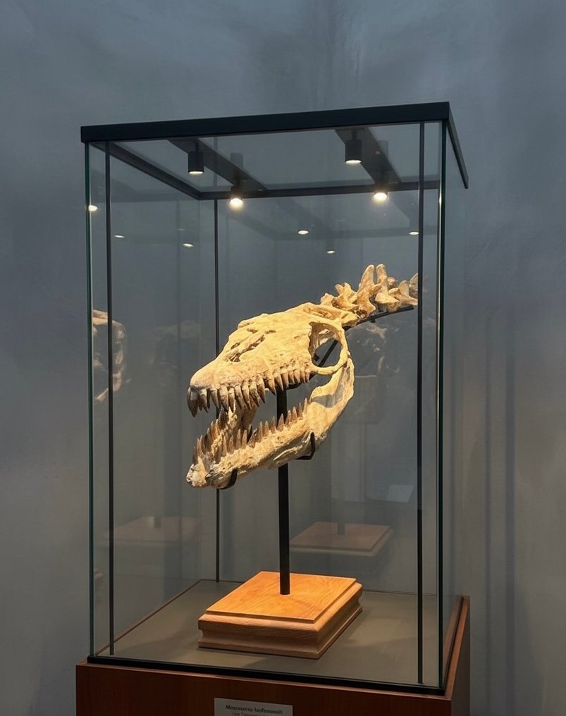 Marine reptile - Fossil skull - 135 cm - 80 cm #2.1