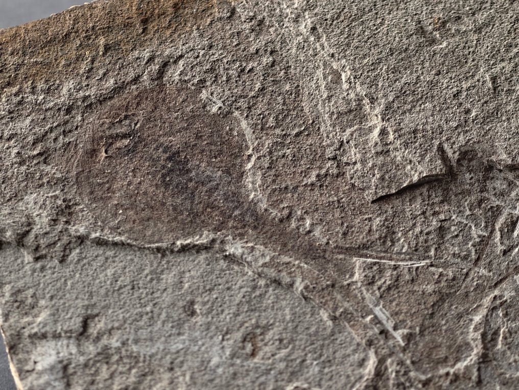 Dos fósiles de camarón-tadpole, fósil de insecto - Caparazón fósil - Notostraca Oleseni #2.1