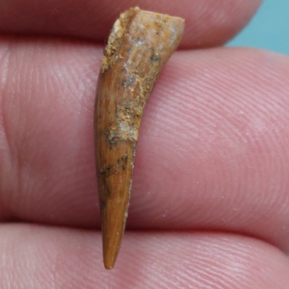 Pterosaur - Fossil tann - 22 mm - 6 mm (Ingen reservasjonspris) #2.1