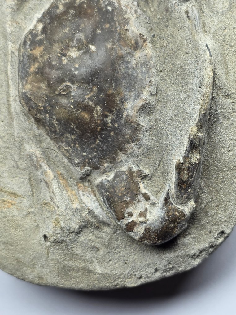 Crab - Fossilised animal - 12.5 cm  (No reserve price) #2.1