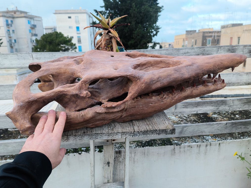 Replica - 头骨化石 - Mosasaurus sp. - 73 cm - 27 cm #4.3