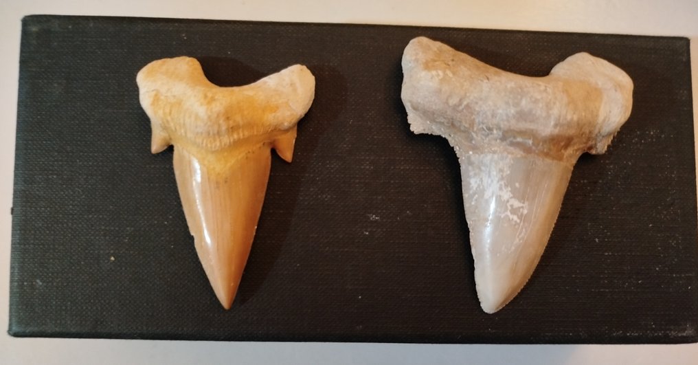 Conjunto de dientes de Otodus Obliquus y Otodus Sokolovi - Dientes fósiles (Sin precio de reserva) #1.0