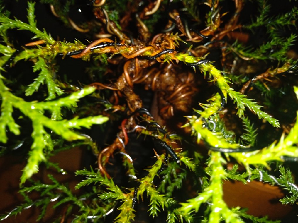 Wacholderbonsai (Juniperus) - Höhe (Baum): 26 cm - Tiefe (Baum): 26 cm - Spanien #4.3