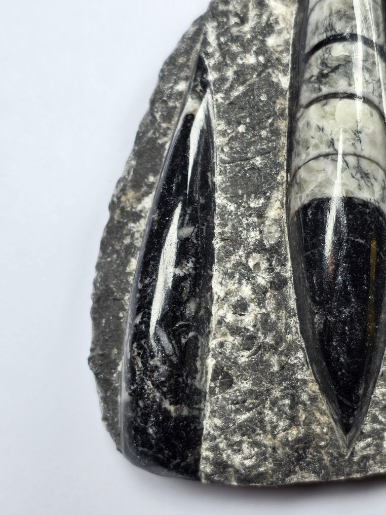 Orthoceras - Fossiliserat djur - 14.5 cm (Utan reservationspris) #2.1