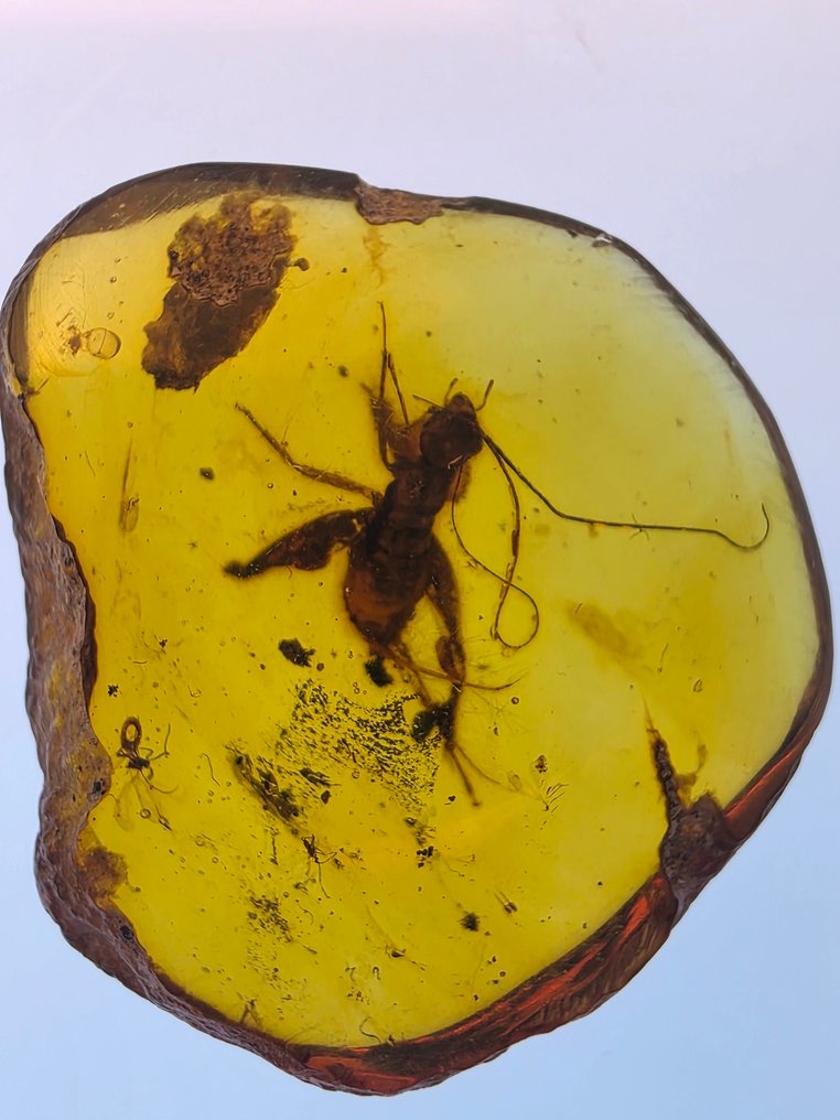 Ámbar birmano - Ámbar  (Sin precio de reserva) #2.1