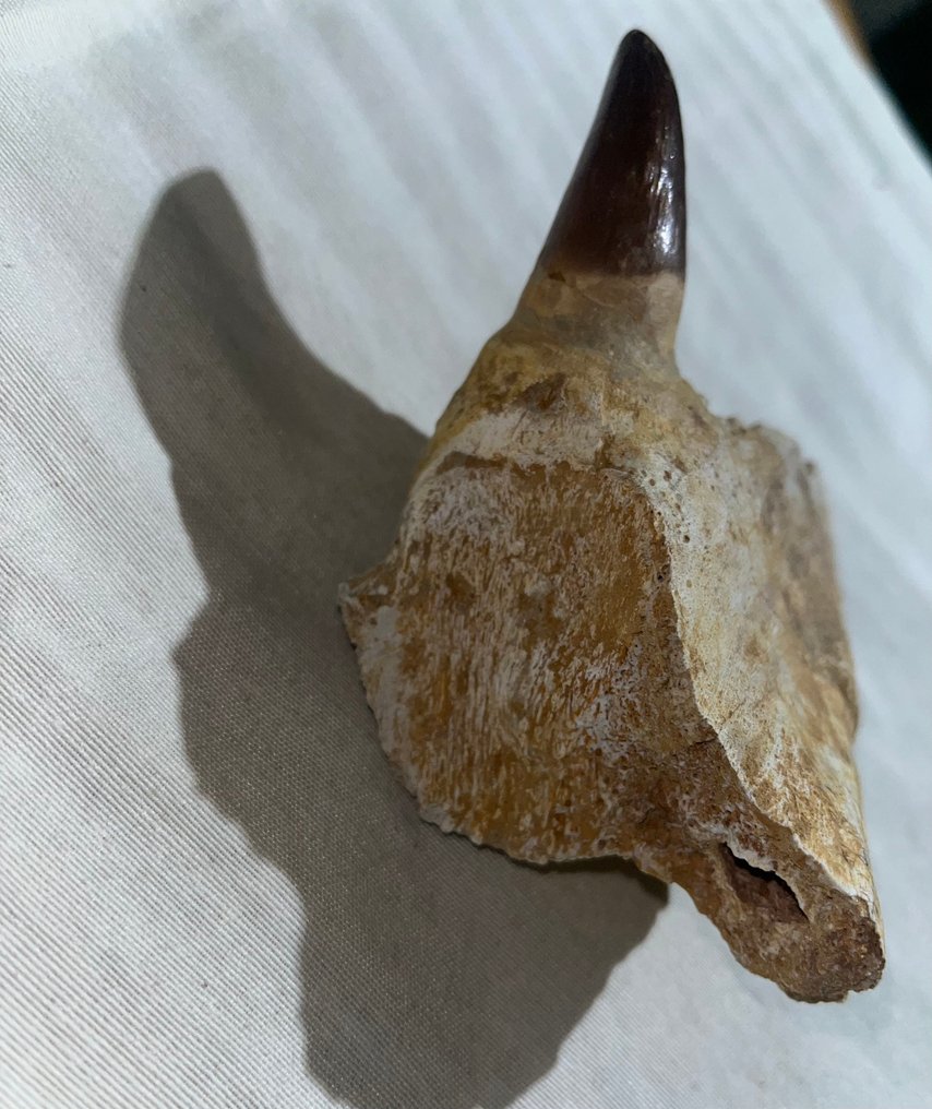 Mosasaurio - Diente fósil - 13 cm - 11.5 cm (Sin precio de reserva) #2.1