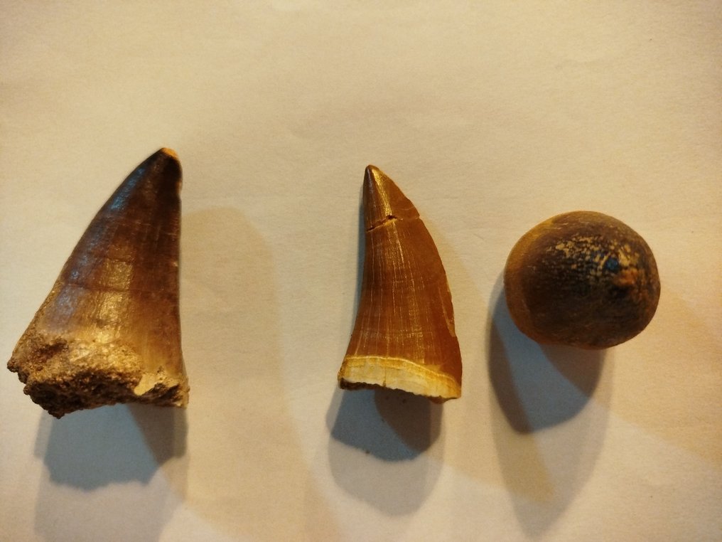 Conjunto de 3 dientes de Mosasaurio (Beaugey y - Dientes fósiles (Sin precio de reserva) #4.3