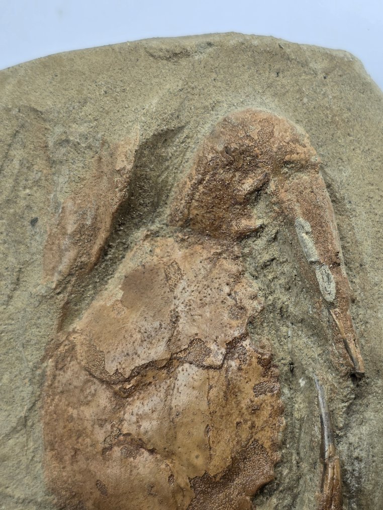 krabba - Fossiliserat djur - 12.5 cm (Utan reservationspris) #3.2
