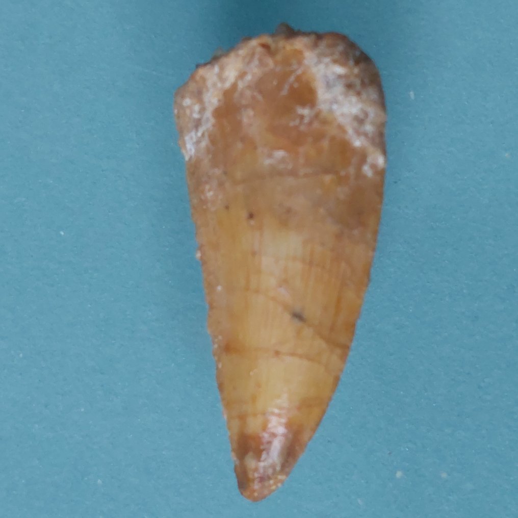 Dinosaur - Fossil tand - Abelisaurus - 25 mm - 10 mm (Ingen mindstepris) #1.0