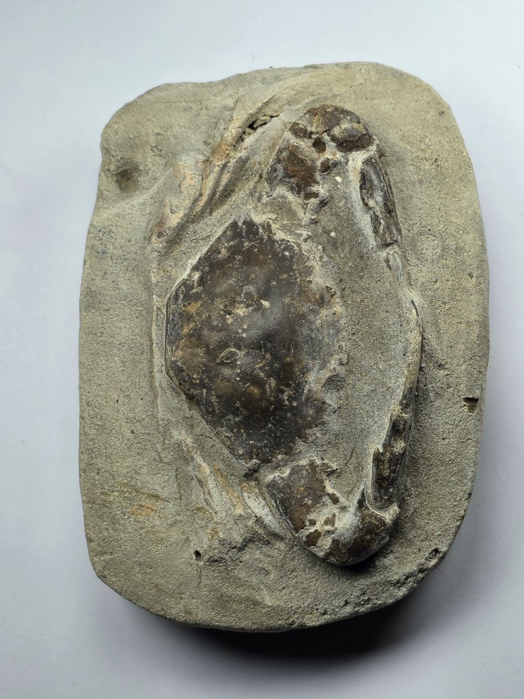 Crab - Fossilised animal - 12.5 cm  (No reserve price) #1.0