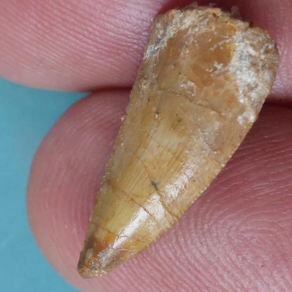 Dinosaur - Fossil tand - Abelisaurus - 25 mm - 10 mm (Ingen mindstepris) #1.0