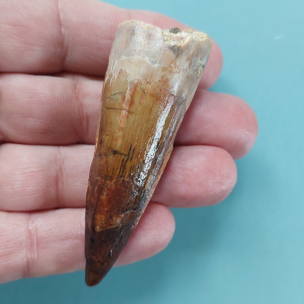 Dinosaurier - Fossiler Zahn - Spinosaurus aegyptiacus - 72 mm - 25 mm #1.0