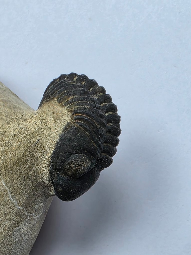 Trilobita - Animal fossilizado - Phacops - 6 cm (Sem preço de reserva) #2.1