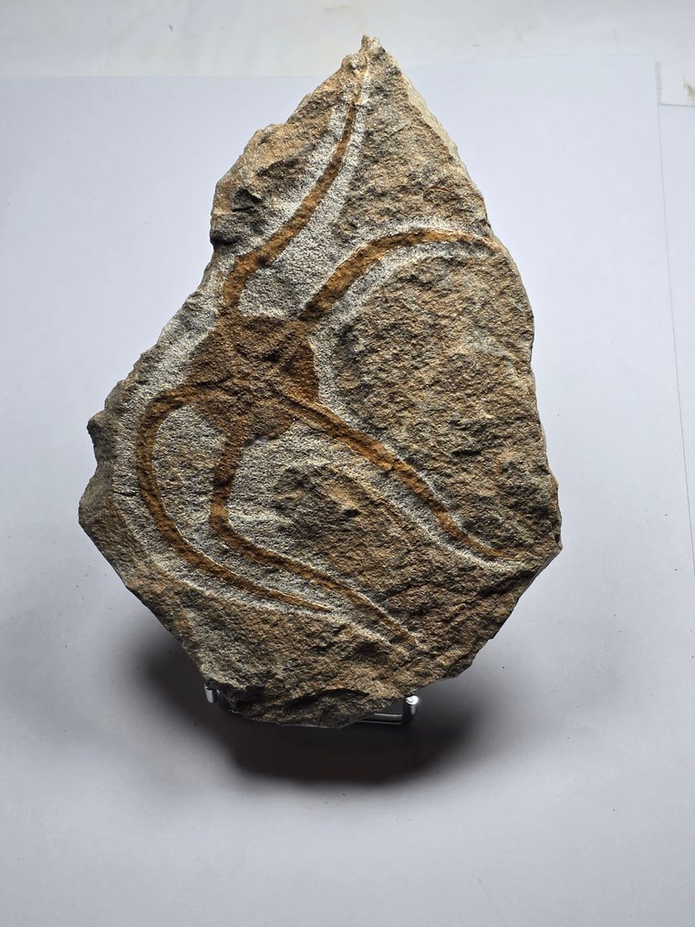 Crinoid - Fossilised animal - 17 cm (No reserve price) #1.0