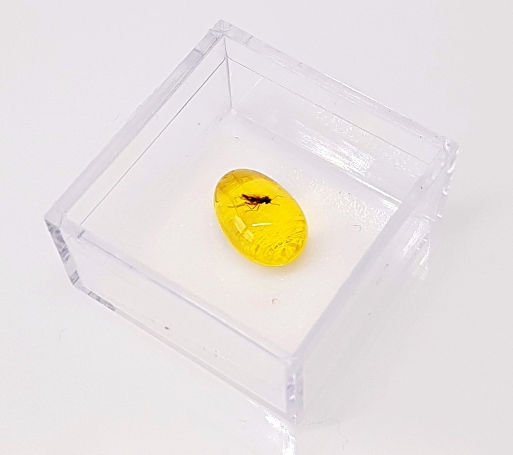 天然波罗的海琥珀，内含化石昆虫，配有放大盒——美丽的博物馆级别 - 琥珀  (沒有保留價) #1.0