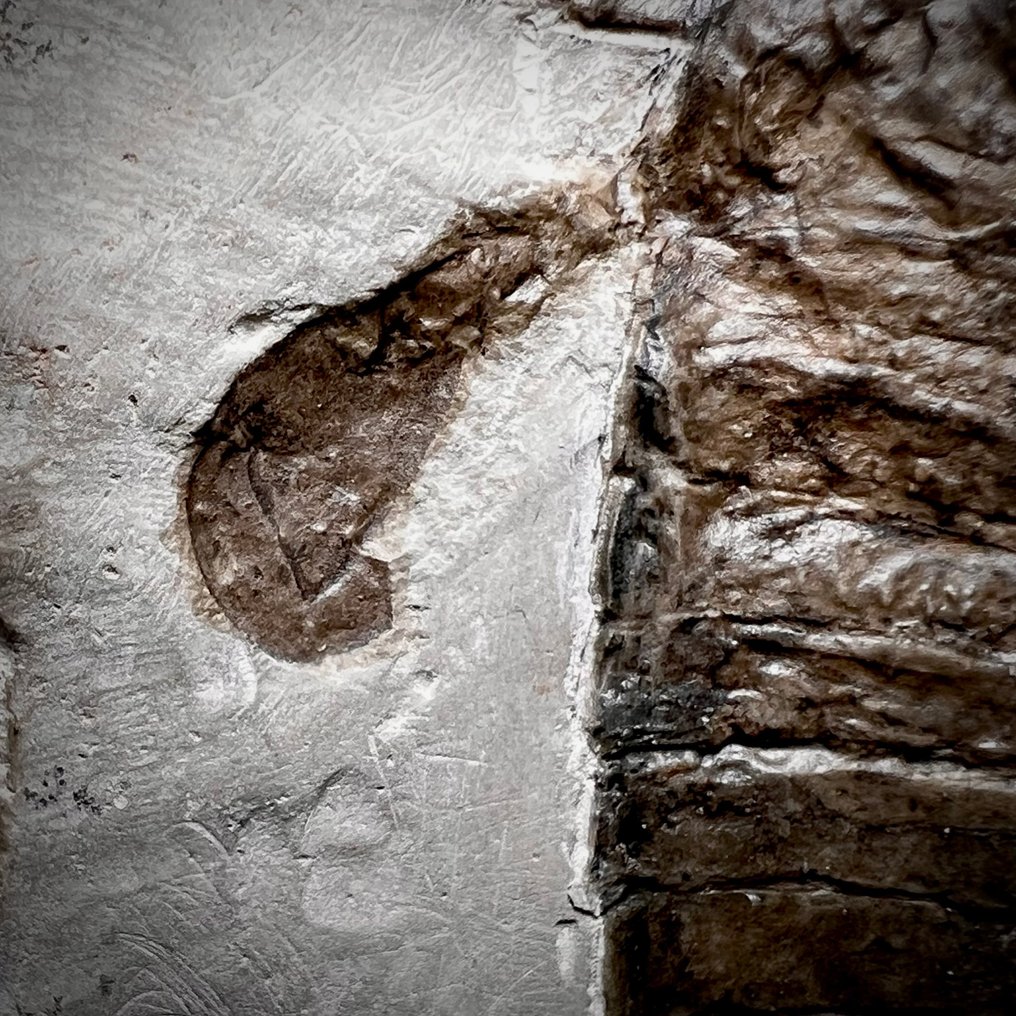 Straordinario scorpione di mare molto dettagliato. - Carapace fossile - Eurypterus (Baltoeurypterus) tetragonophthalmus Fischer, 1839 #4.3