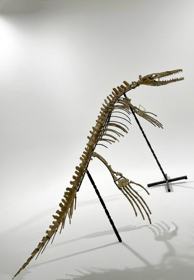 Marine reptile - Fossil skeleton - Mosasaurus sp. - 350 cm - 120 cm #1.0