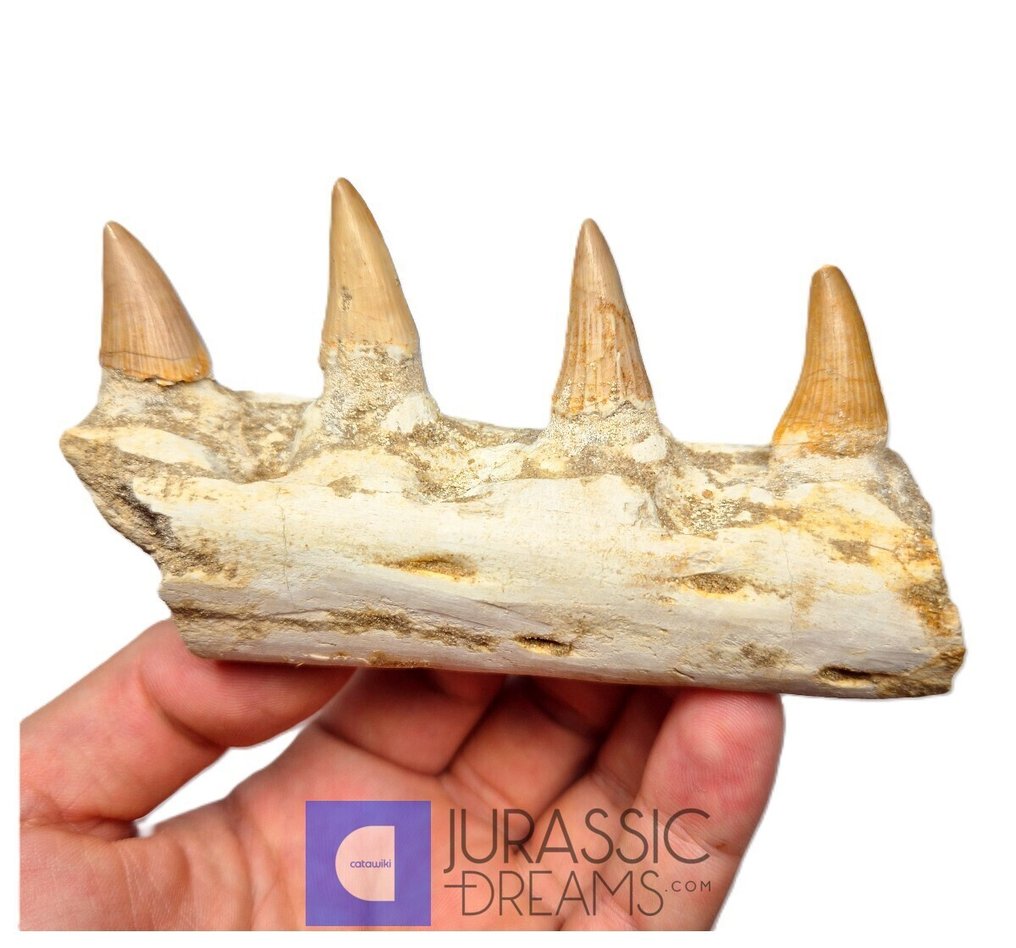 Partie droite de l'hémimandibule de « Gavialimimus almaghribensis » (espèce rare de mosasaure) - - Dent fossile (Sans prix de réserve) #1.0