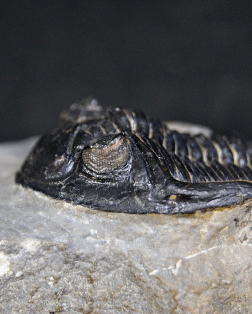 Trilobiet - Gefossiliseerd dier - Hollardops mesocristata alta calidad  (Zonder minimumprijs) #1.0