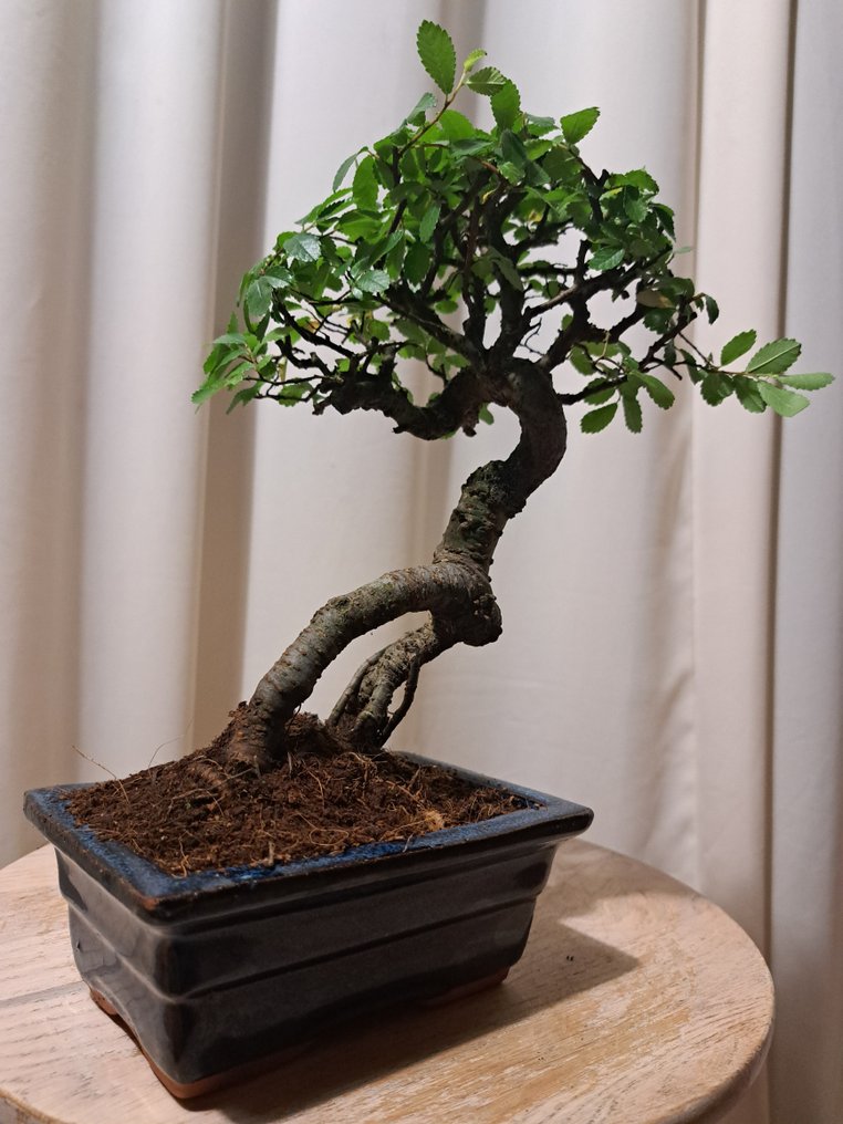 Chinese elm bonsai (Ulmus parviflora) - Height (Tree): 25 cm - Depth (Tree): 17 cm - Netherlands #1.0