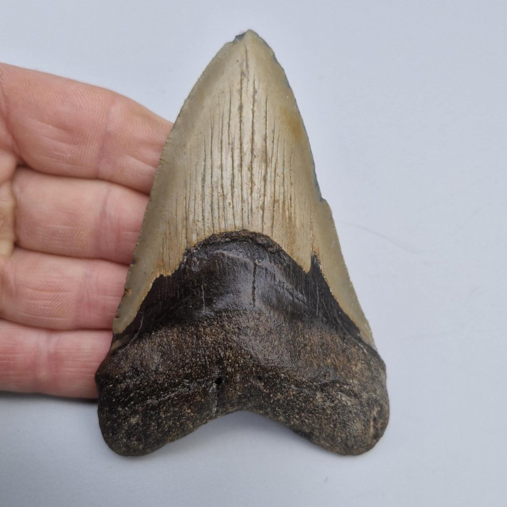 Tiburón megalodón - Diente fósil - megaselachus megalodon - 109 mm - 71 mm (Sin precio de reserva) #1.0