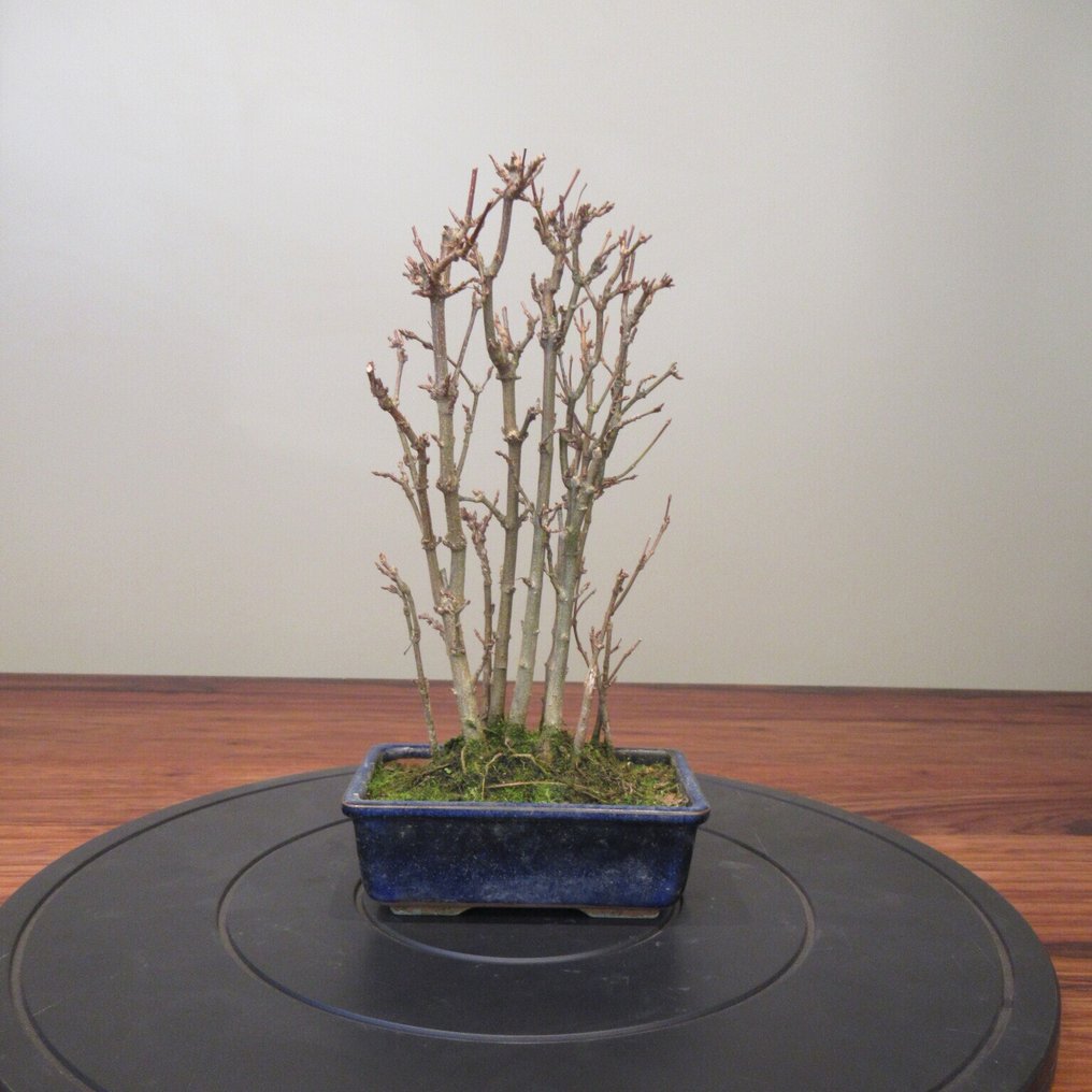 Acer buergerianum - Height (Tree): 25 cm - Depth (Tree): 14 cm - Japan #1.0