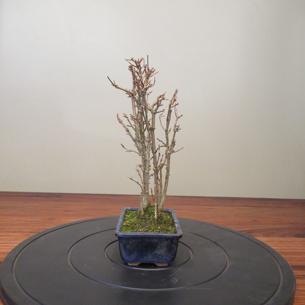 Acer buergerianum - Height (Tree): 25 cm - Depth (Tree): 14 cm - Japan #1.0