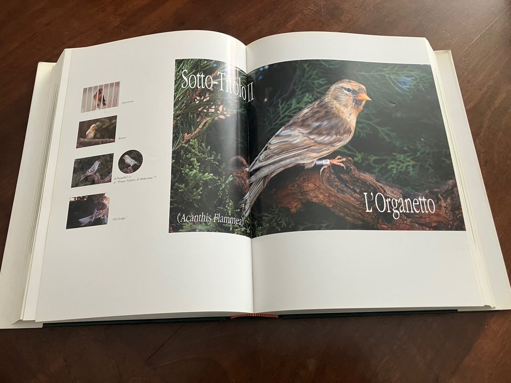 Honorio Gimeno Pelegrí - Il Colore degli Indigeni - 2004 #1.0