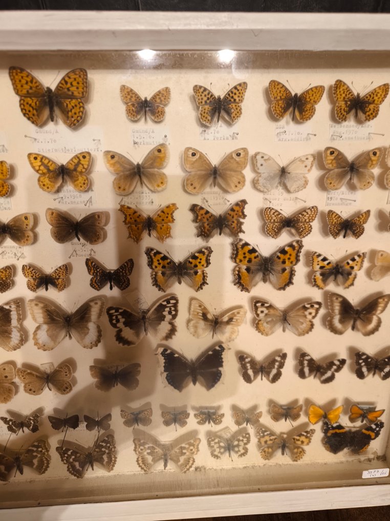 Farfalla Allestimento tassidermico a parete - Papillon - 40 cm - 50 cm - 6 cm - 1 #2.1