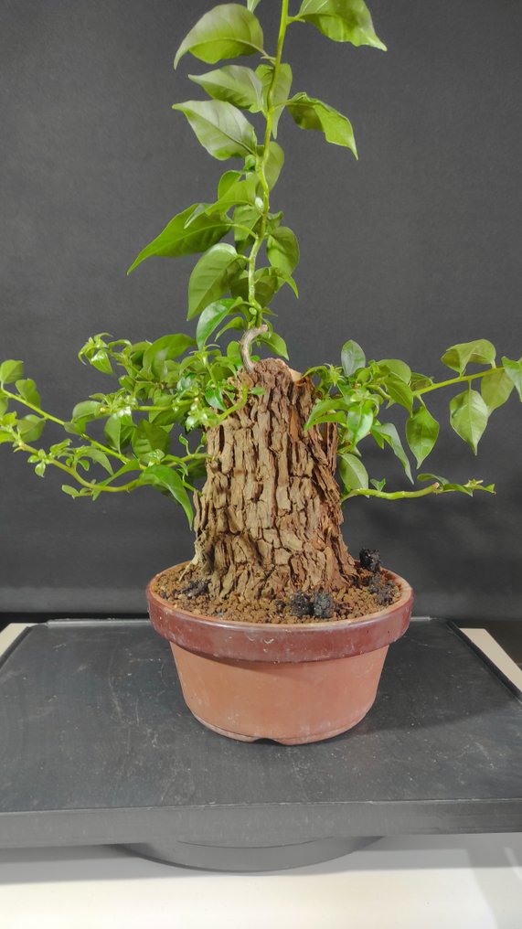 Bougainvillea bonsai (Bougainvillea glabra) - Height (Tree): 40 cm - Depth (Tree): 22 cm - Spain #3.2