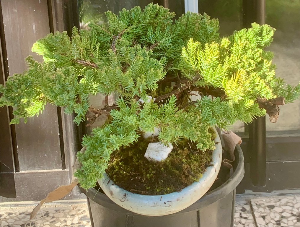 Άρκευθος μπονσάι (Juniperus) - Ύψος (Δέντρο): 6 cm - Βάθος (Δέντρο): 13 cm - Ιαπωνία #4.3