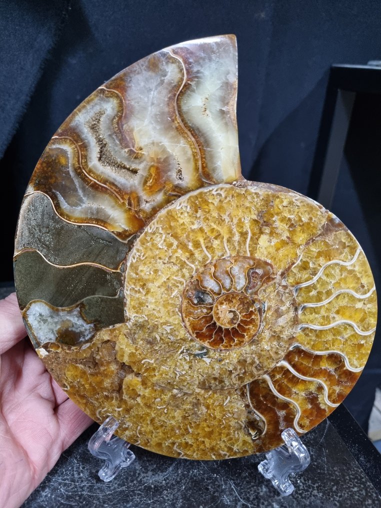 非常大的切割型Ammonite Aioloceras sp. - 高度: 195 mm - 宽度: 168 mm- 704 g - (1) #1.0