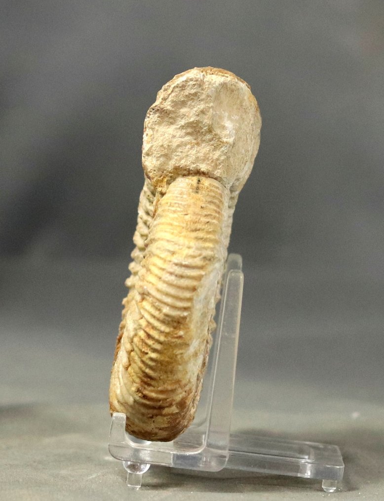 精美化石菊石 - 动物化石 - Dichotomosphinctes antecedens - 8.5 cm  (没有保留价) #3.2