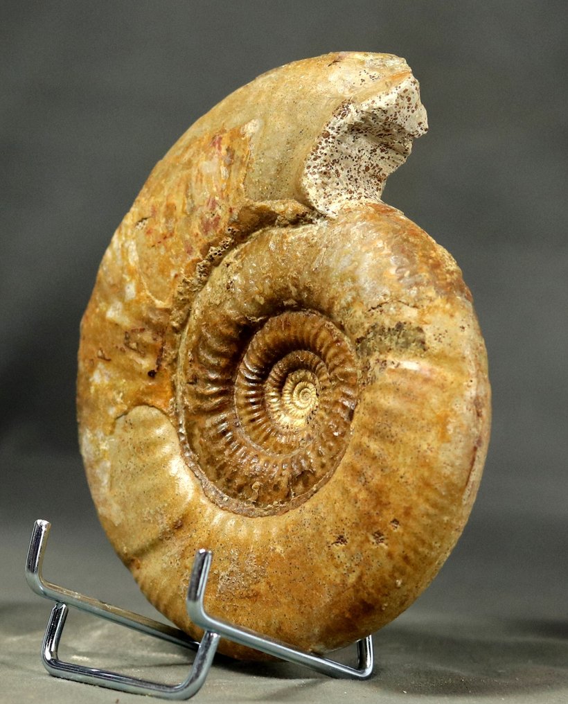 Fin ammonit från ovanlig plats - Stor storlek - Fossiliserat djur - Bajocisphinctes mouterdei - 13 cm #2.1