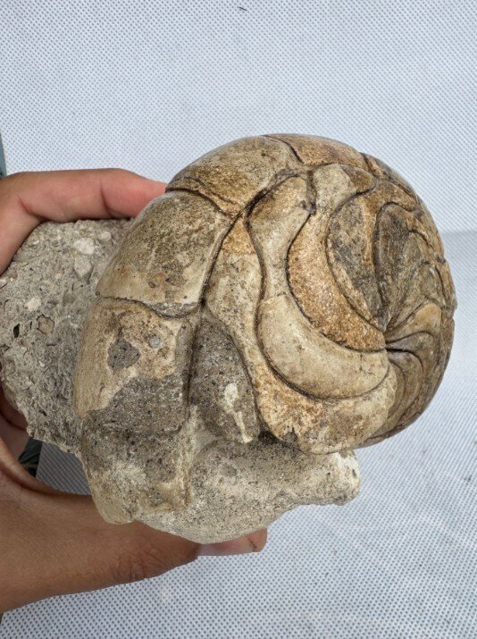 Nautiloid - Fossilised animal - Aturia sp. - 13.5 cm #2.1