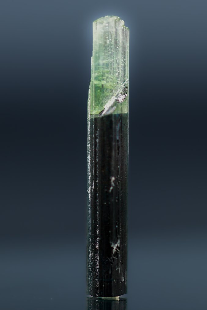 Korkeatasoinen Indicolite-turmalinkristalli • Harvinainen vihreä Apex Transition - Korkeus: 32 mm - Leveys: 5 mm- 1 g - (1) #4.3